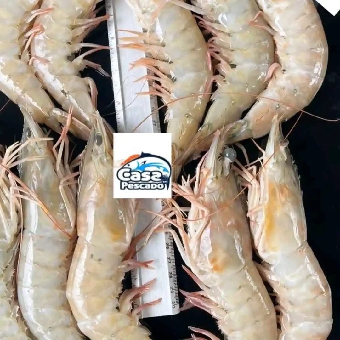 Gambas G - REF CP008