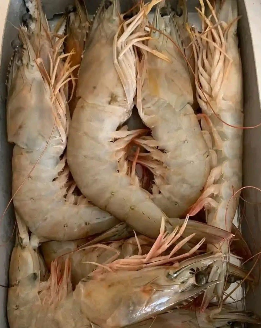 Gambas GG     -REF CP007